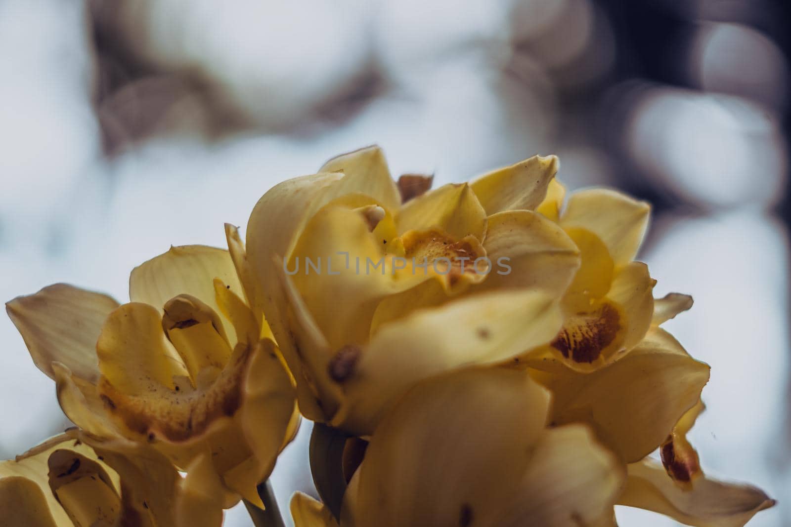 BANNER Real Abstract nature photo background. Macro close up copy space Orchid inflorescence petal flower bloom plant. Study Botanic autumn evening floral. Dark shade tone effect pale yellow.
