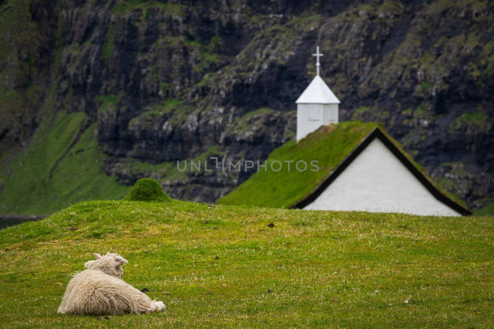 Sheep laid down looking at Saksun church in Faroe Islands