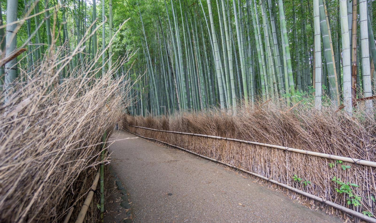 Wide angle of the Arashiyama Bamboo Grove of Kyoto