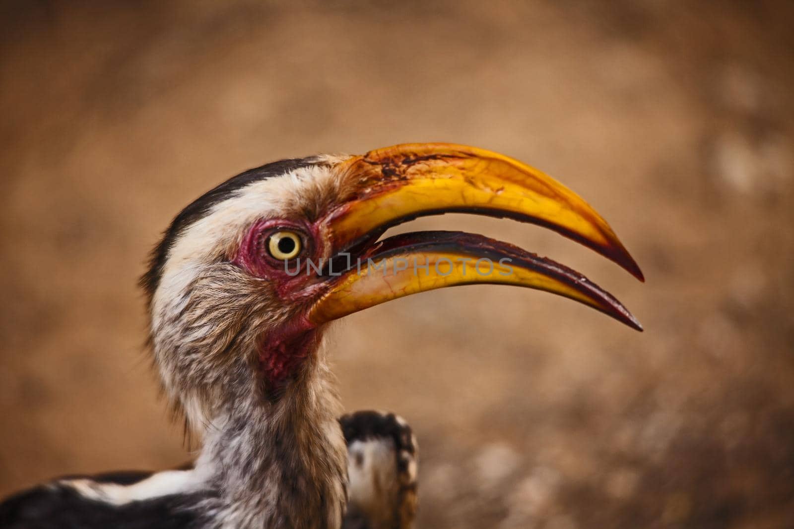 Portrait of a Southern Yellow-billed Hornbill (Tockus leucomelas) in Kruger National Park. South Africa