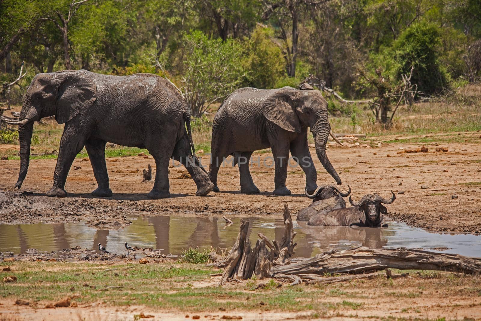 Two old Cape Buffalo (Syncerus caffer) bulls  a mud bath with African Elephant (Loxodonta africana)