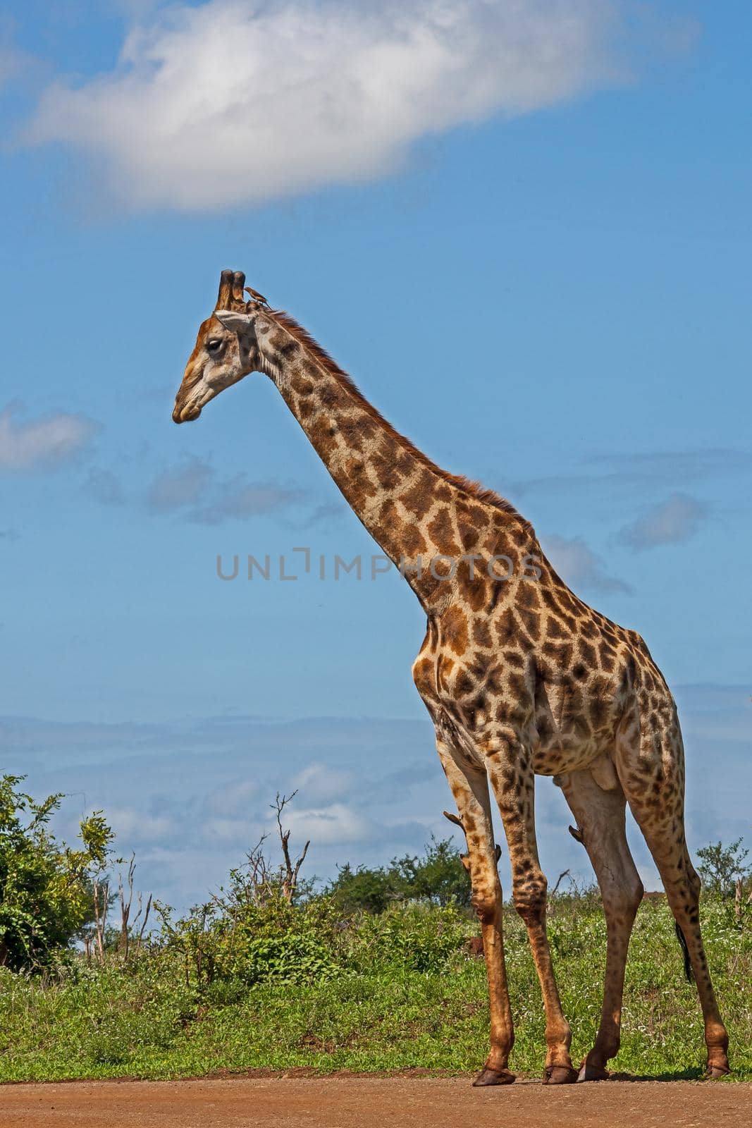 A lone male Giraffe (Giraffa camelopardalis) next to a road in Kruger National Park. South Africa