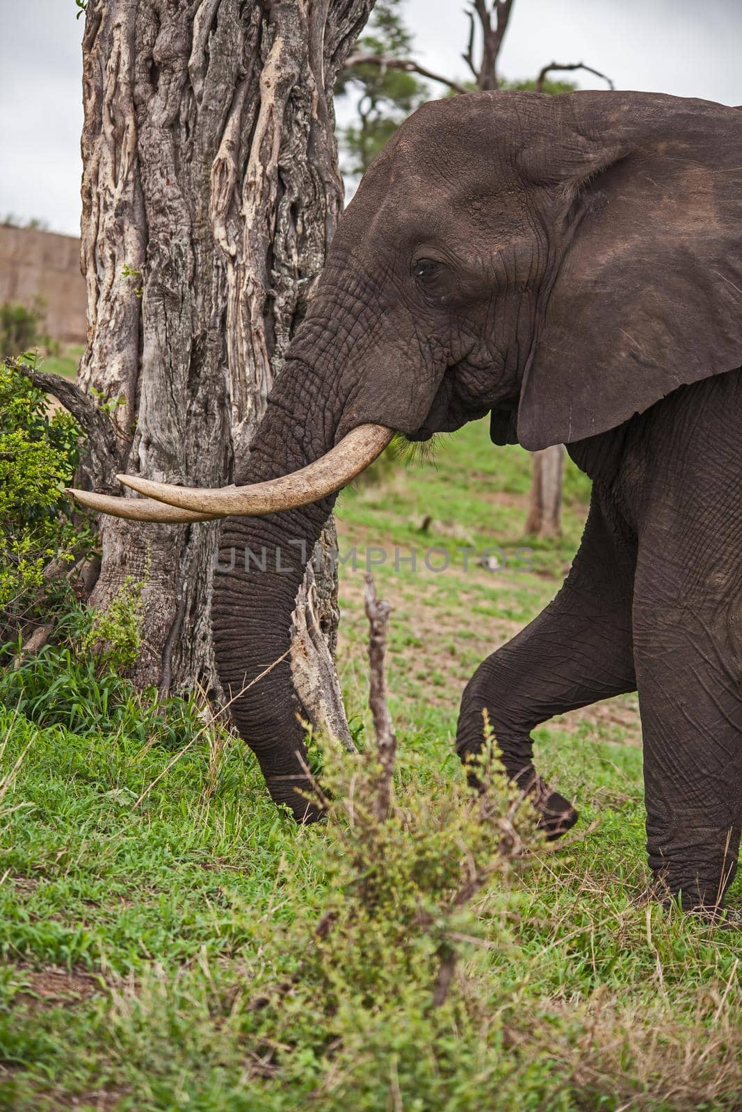 African Elephant (Loxodonta africana) 15117 by kobus_peche