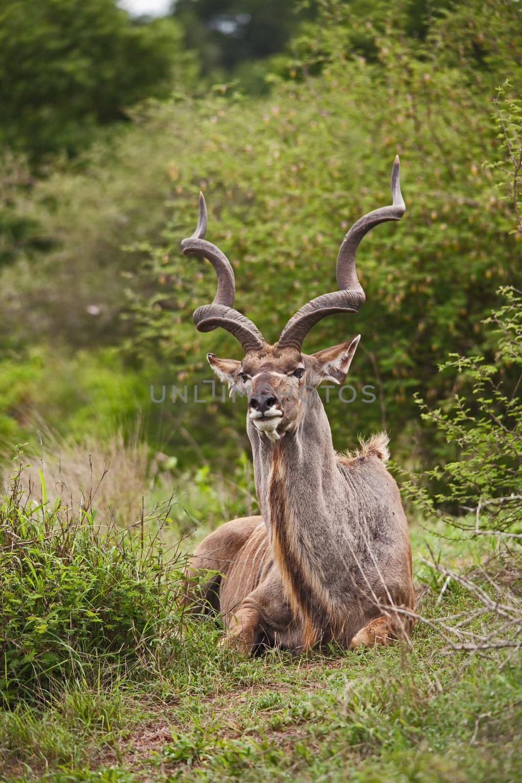 Greater Kudu (Tragelapus strepsiceros) bull 15209 by kobus_peche