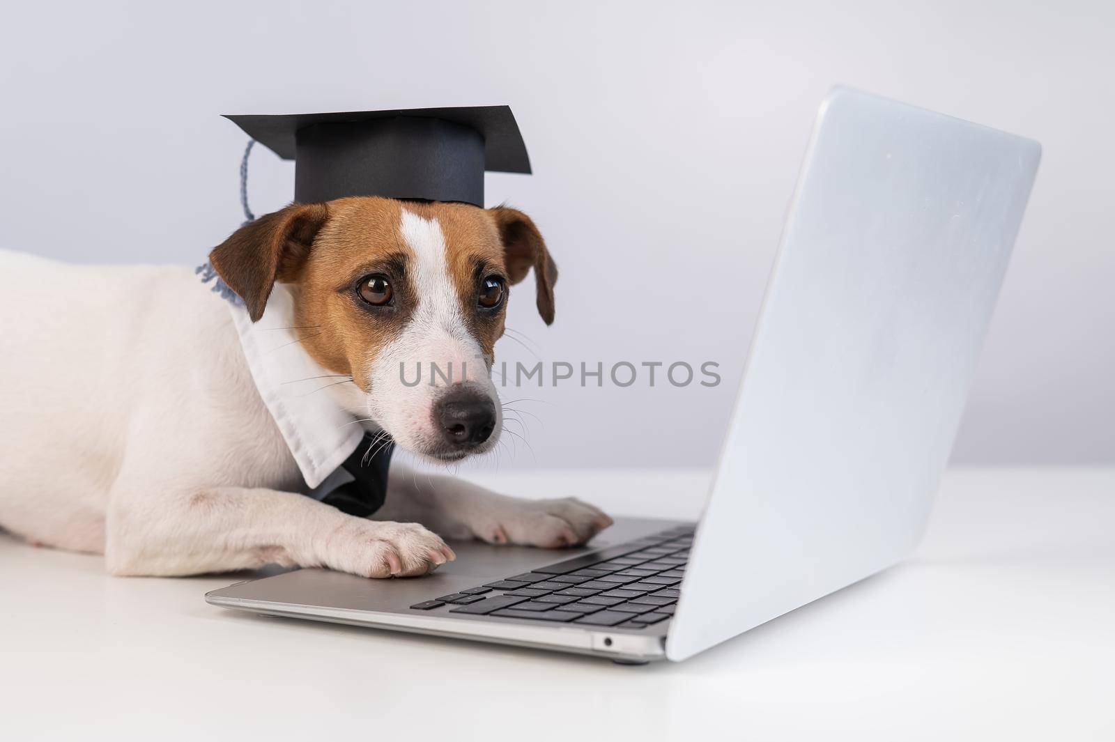 Jack Russell Terrier dog dressed in a tie and an academic cap works at a laptop on a white background