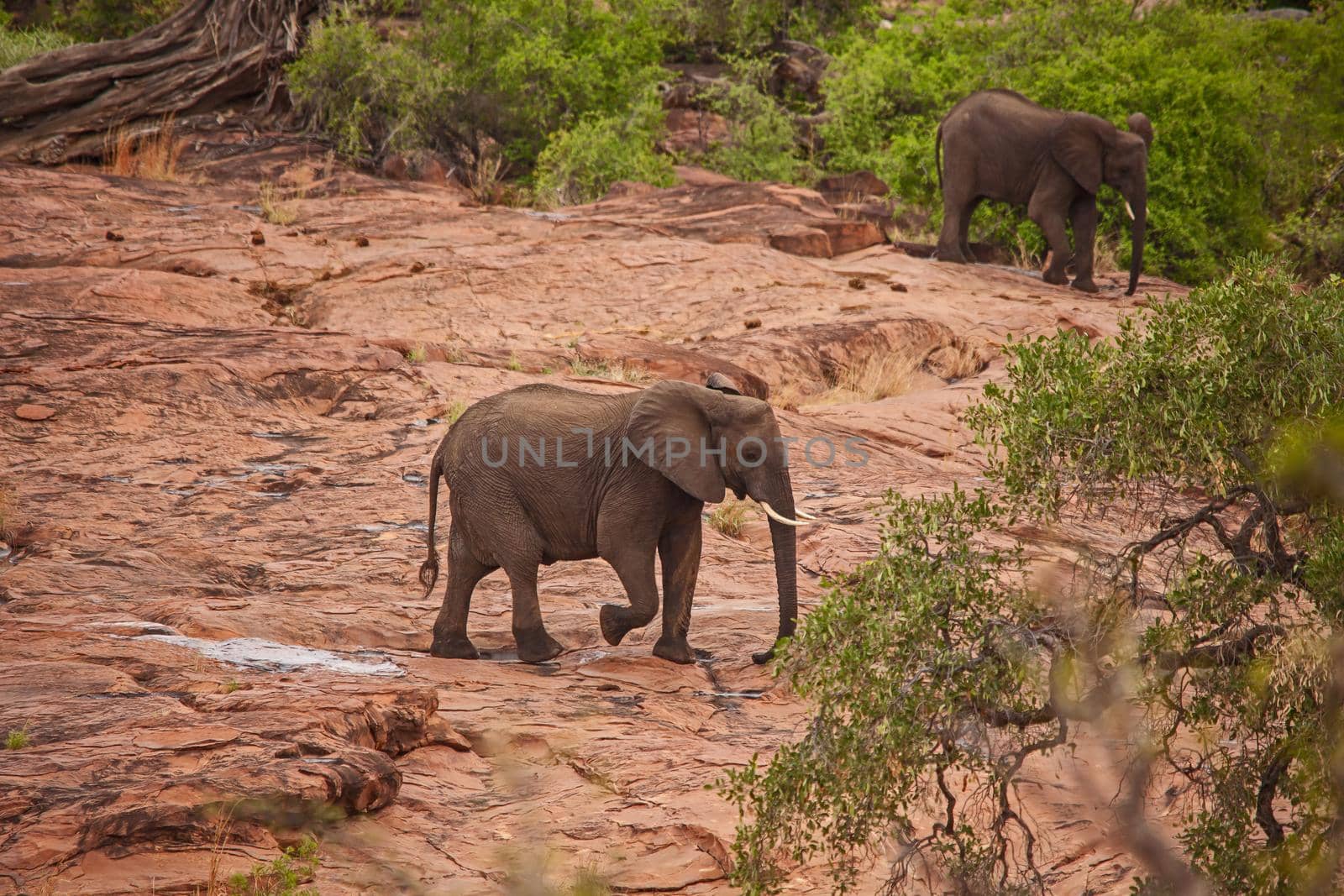 An African Elephant (Loxodonta africana) crossing the Red Rocks in Kruger National Park. South Africa