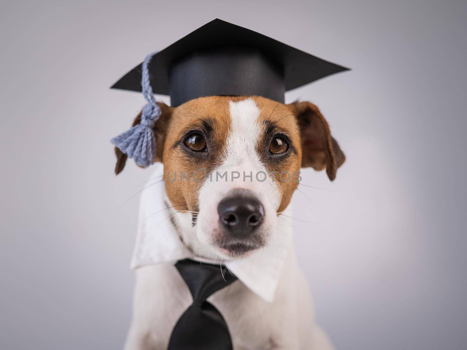 Jack Russell Terrier dog dressed in a tie and an academic cap in front of a white background. by mrwed54