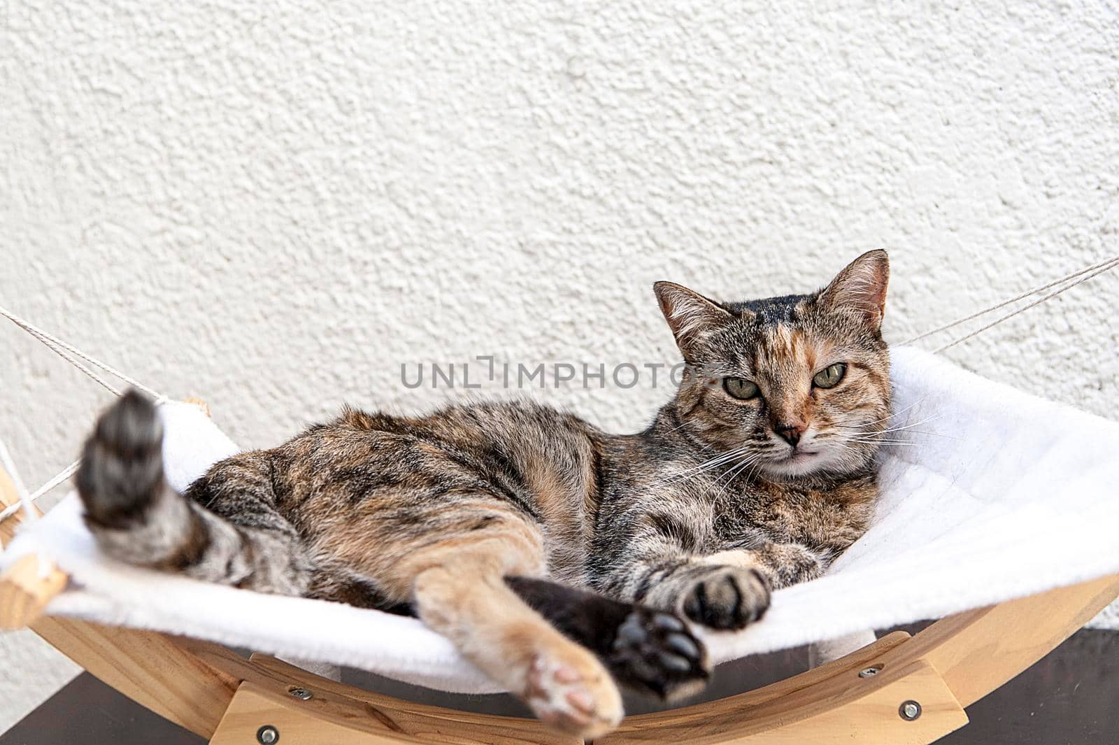 The portrait of relaxed cat with green eyes