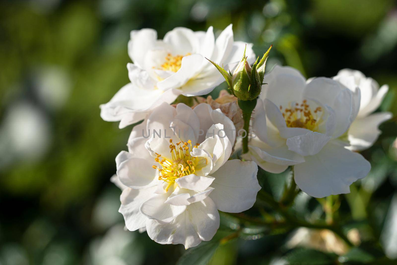 Close up image of rose blossom, bee-friendly flower of summer