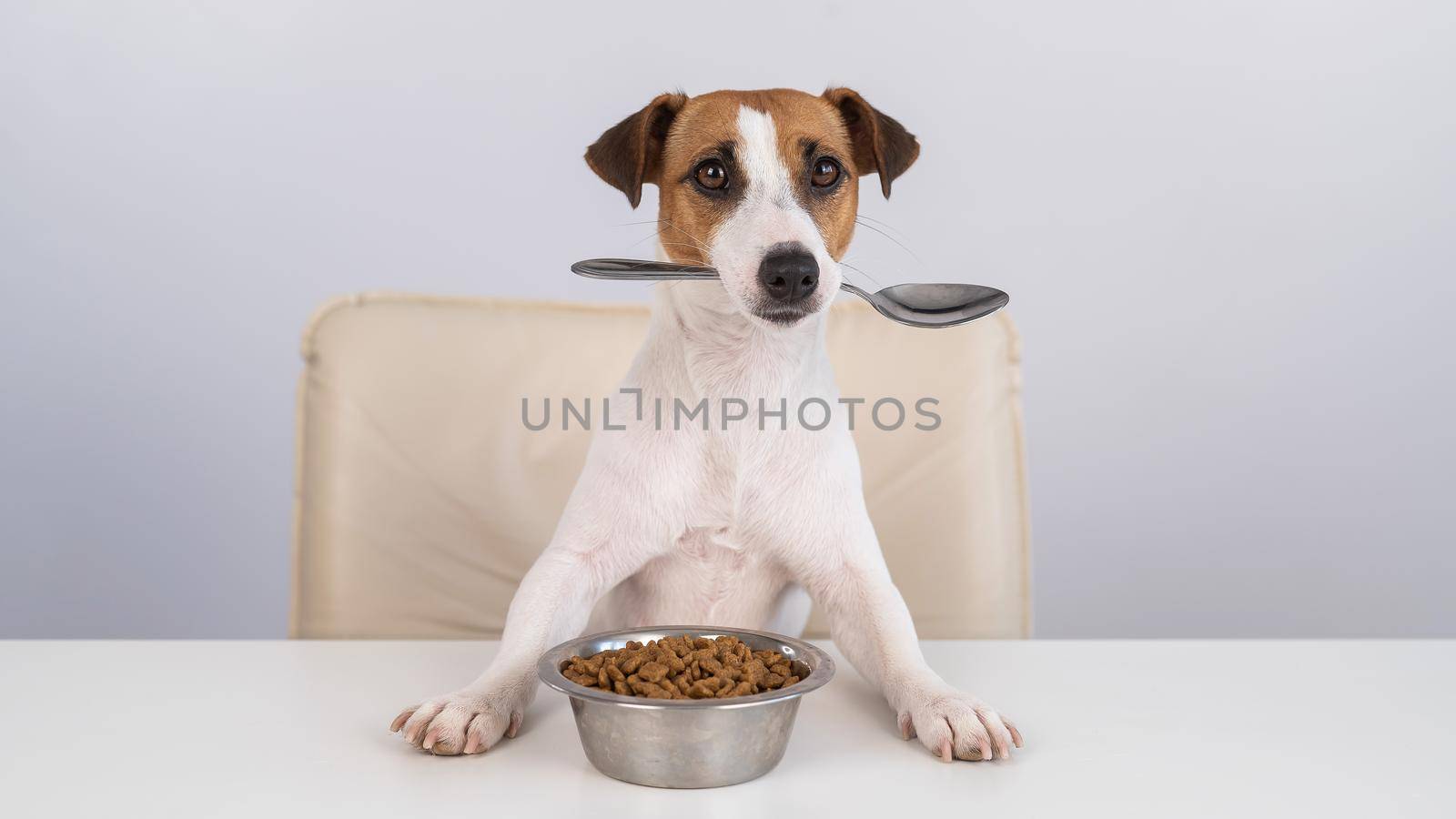 Jack Russell Terrier dog sits at a dinner table with a bowl of dry food and holds a spoon in his mouth. by mrwed54