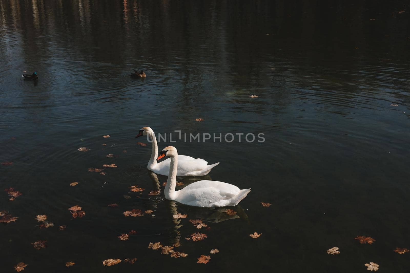 A pair of beautiful white swans on the water. Two graceful white swans swim in the dark water lake.