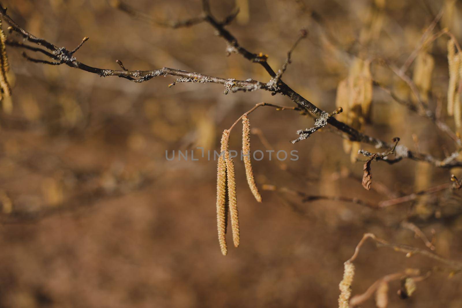 birch branch with buds earrings. spring awakening of nature. Spring allergy concept