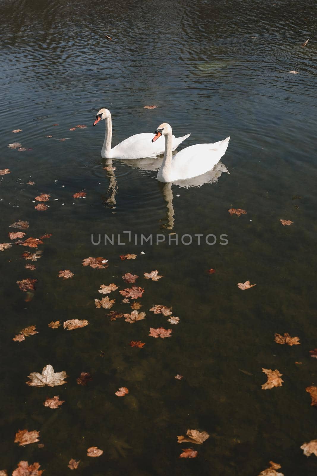 A pair of beautiful white swans on the water. Two graceful white swans swim in the dark water lake.