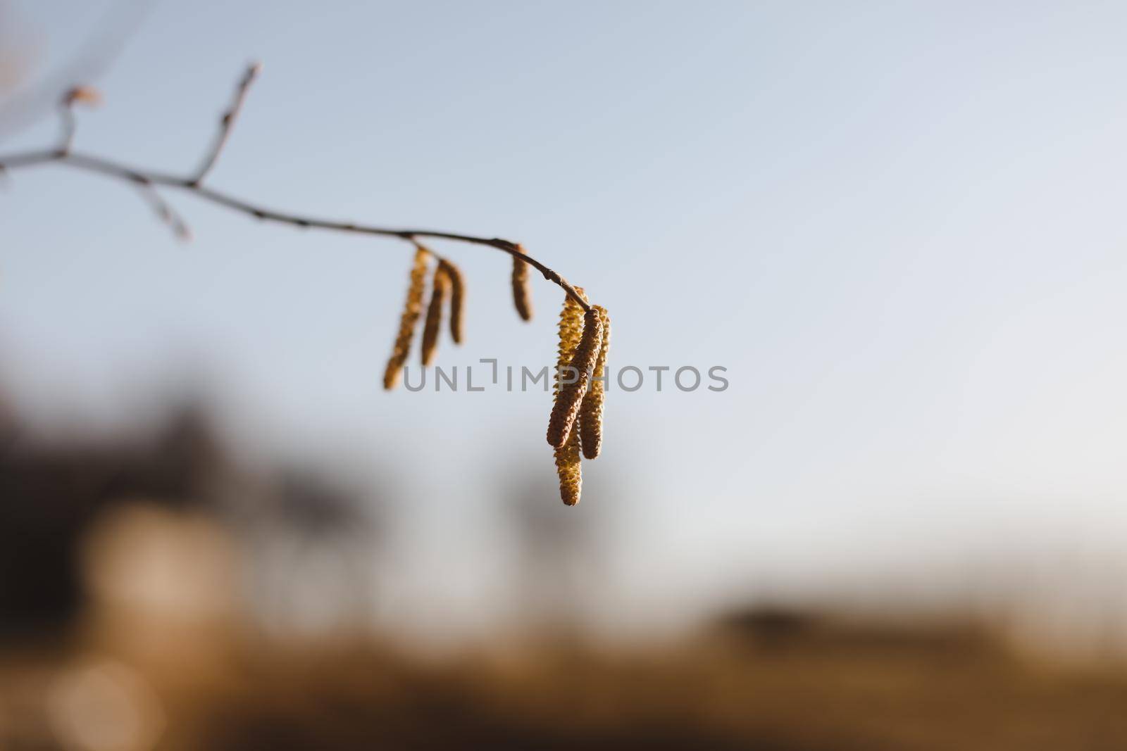 birch branch with buds earrings. spring awakening of nature. Spring allergy concept