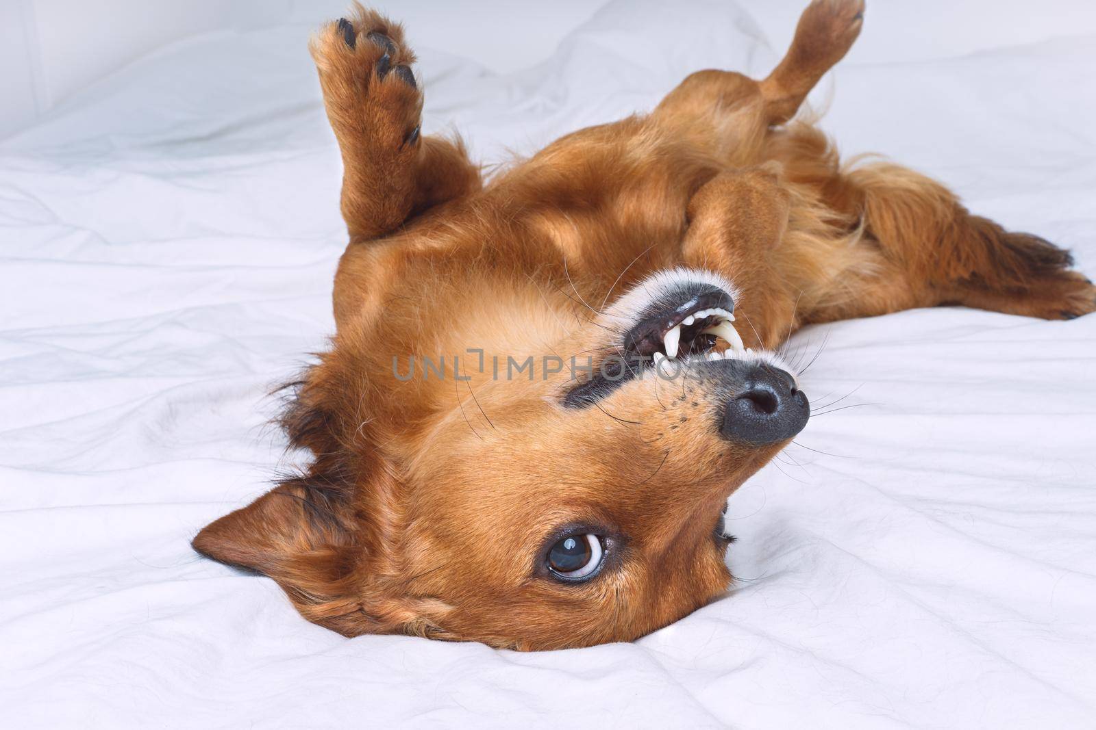 Funny crazy brown dog lying on the white bed. Happy playful dachshund dog having fun. High quality photo
