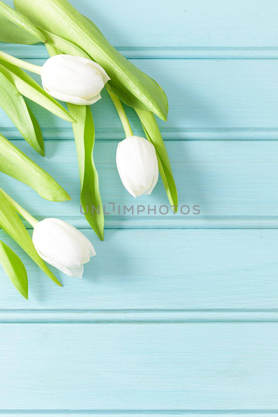 Easter background with white tulips. Top view with copy space.