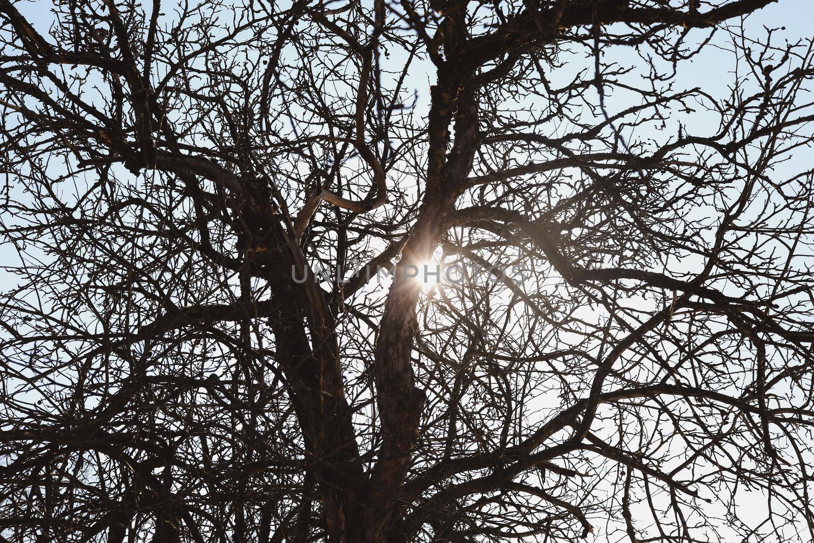 texture of spring branches against blue sky. 
