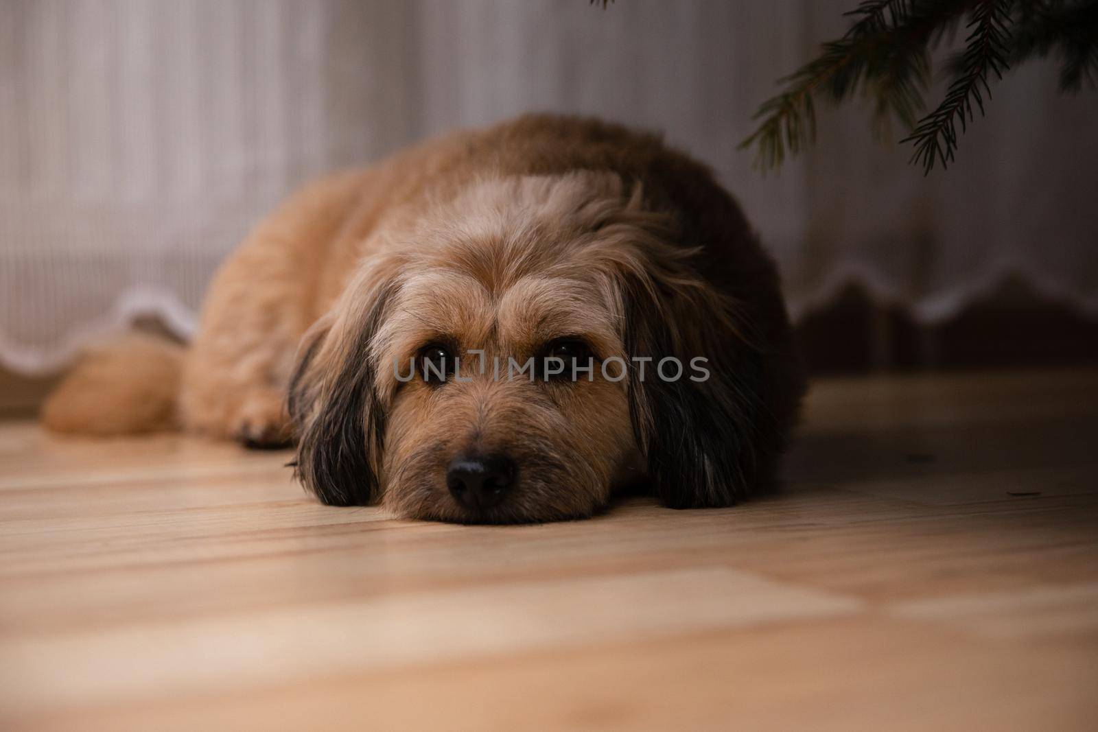 A mongrel dog is resting on the floor under a coniferous spruce branch. The dog's muzzle lies on the living room floor.