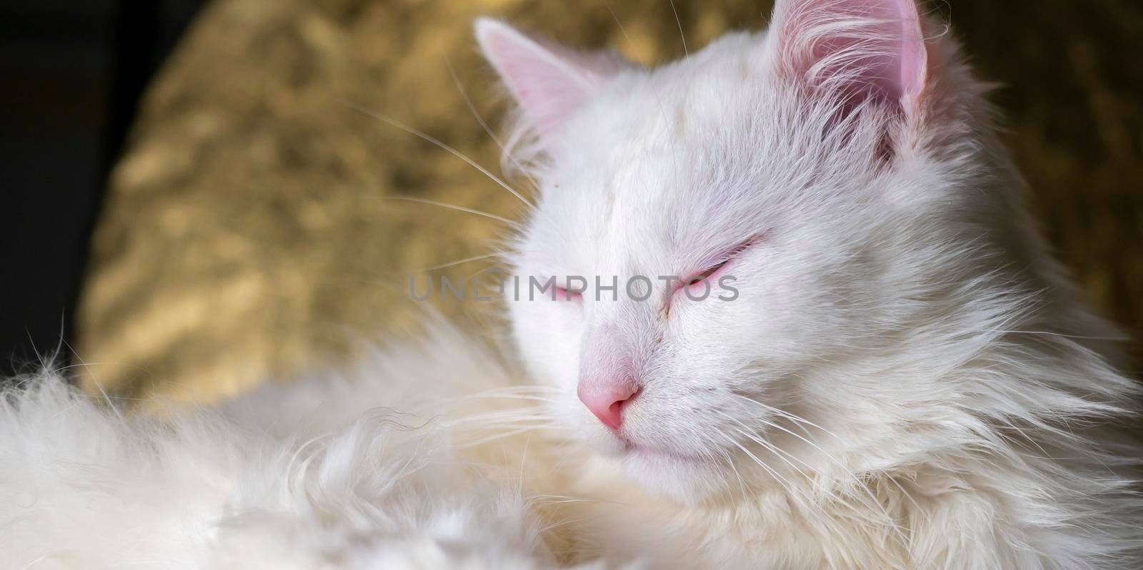 portrait of a Turkish angora that lies on a golden background. low light by lempro