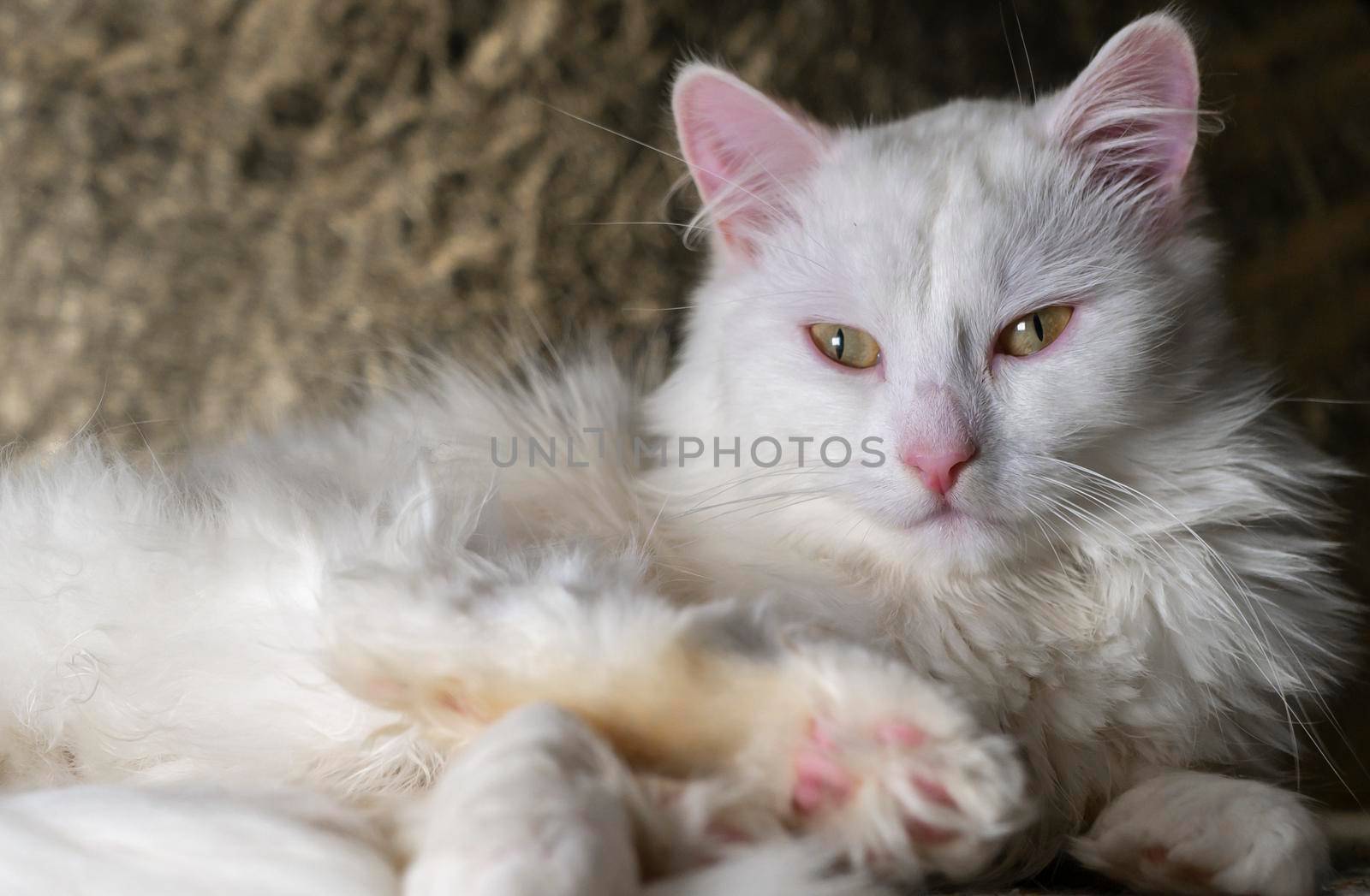 portrait of a Turkish angora that lies on a golden background. low light by lempro