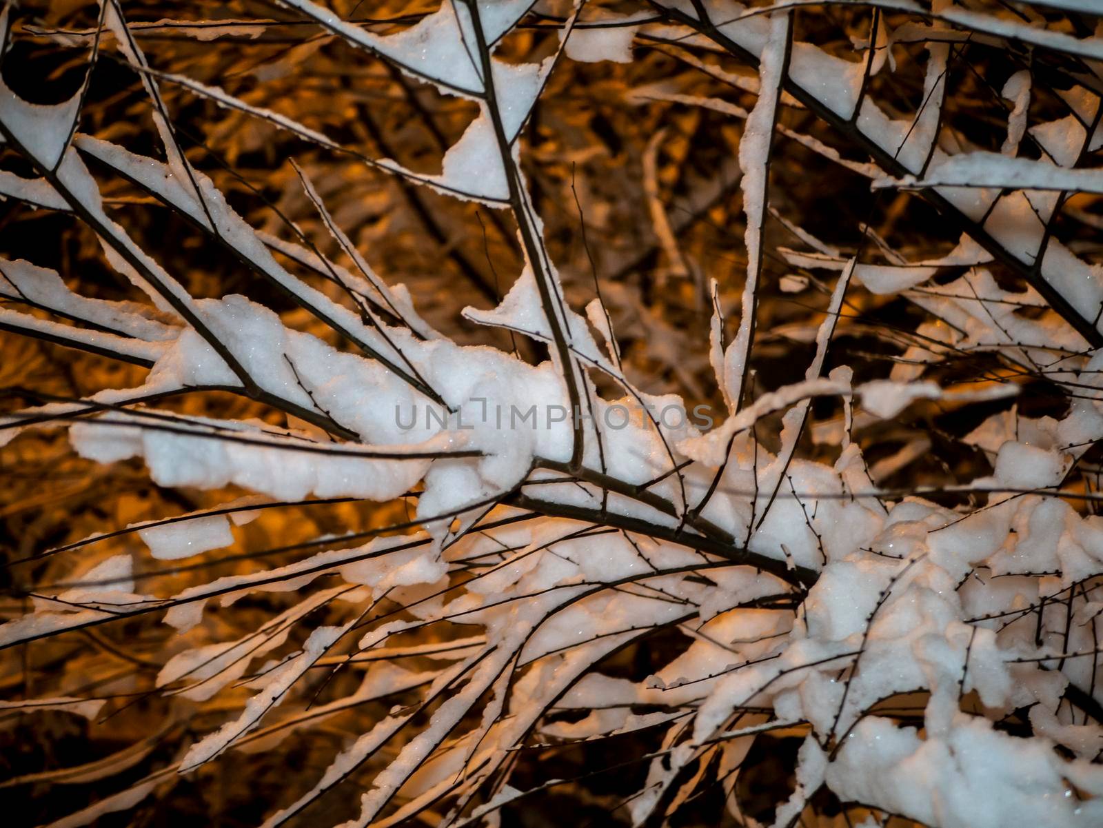 A snow-covered branch. Beautiful winter landscape with snow-covered trees. evening photo by lempro