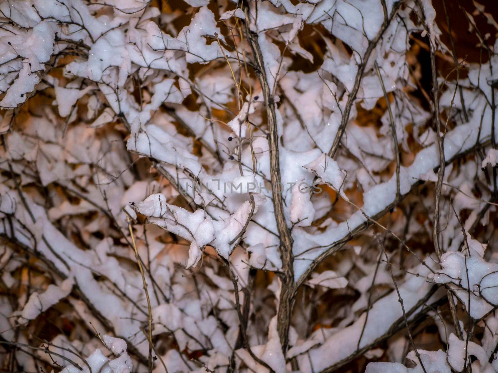 A snow-covered branch. Beautiful winter landscape with snow-covered trees. evening photo by lempro