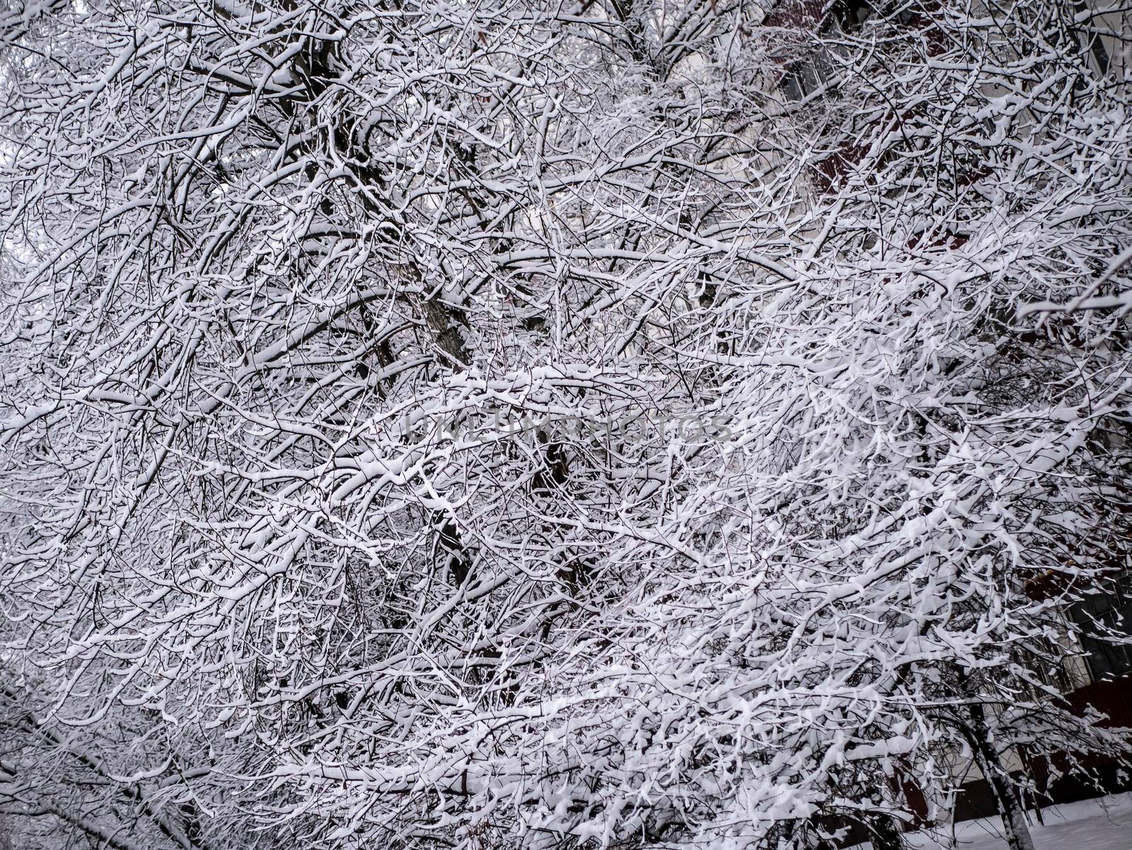 A snow-covered branch. Beautiful winter landscape with snow-covered trees. day light by lempro