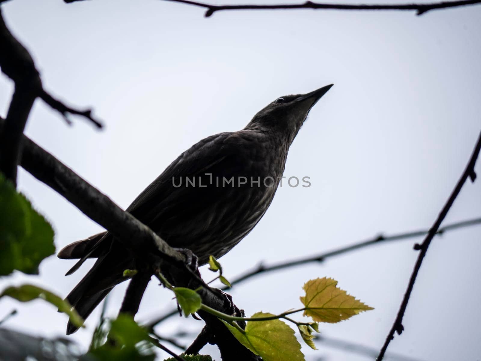 view form below the brown bird sitting on the branch of the tree. low light by lempro