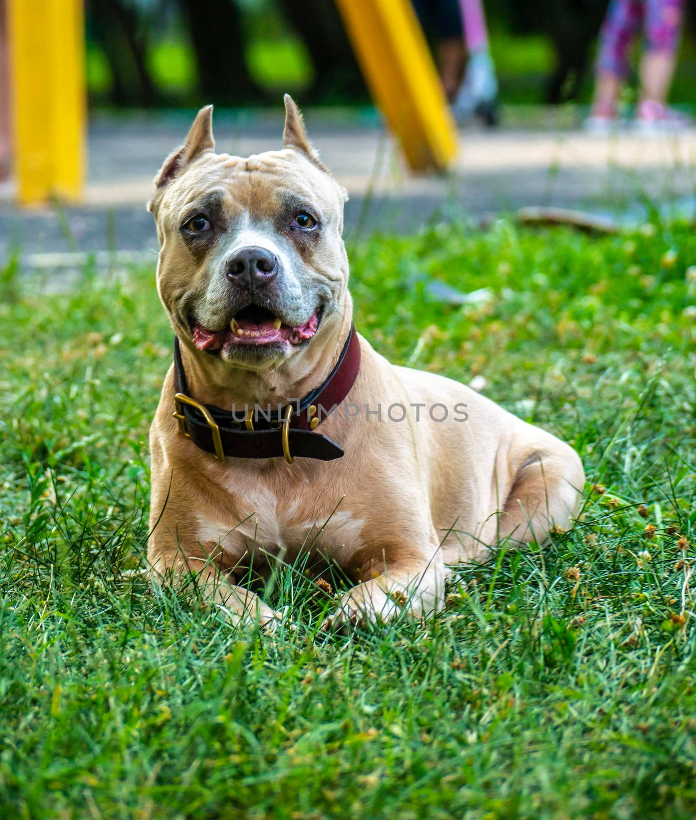 a happy dog, Staffordshire Bull Terrier. blur background by lempro