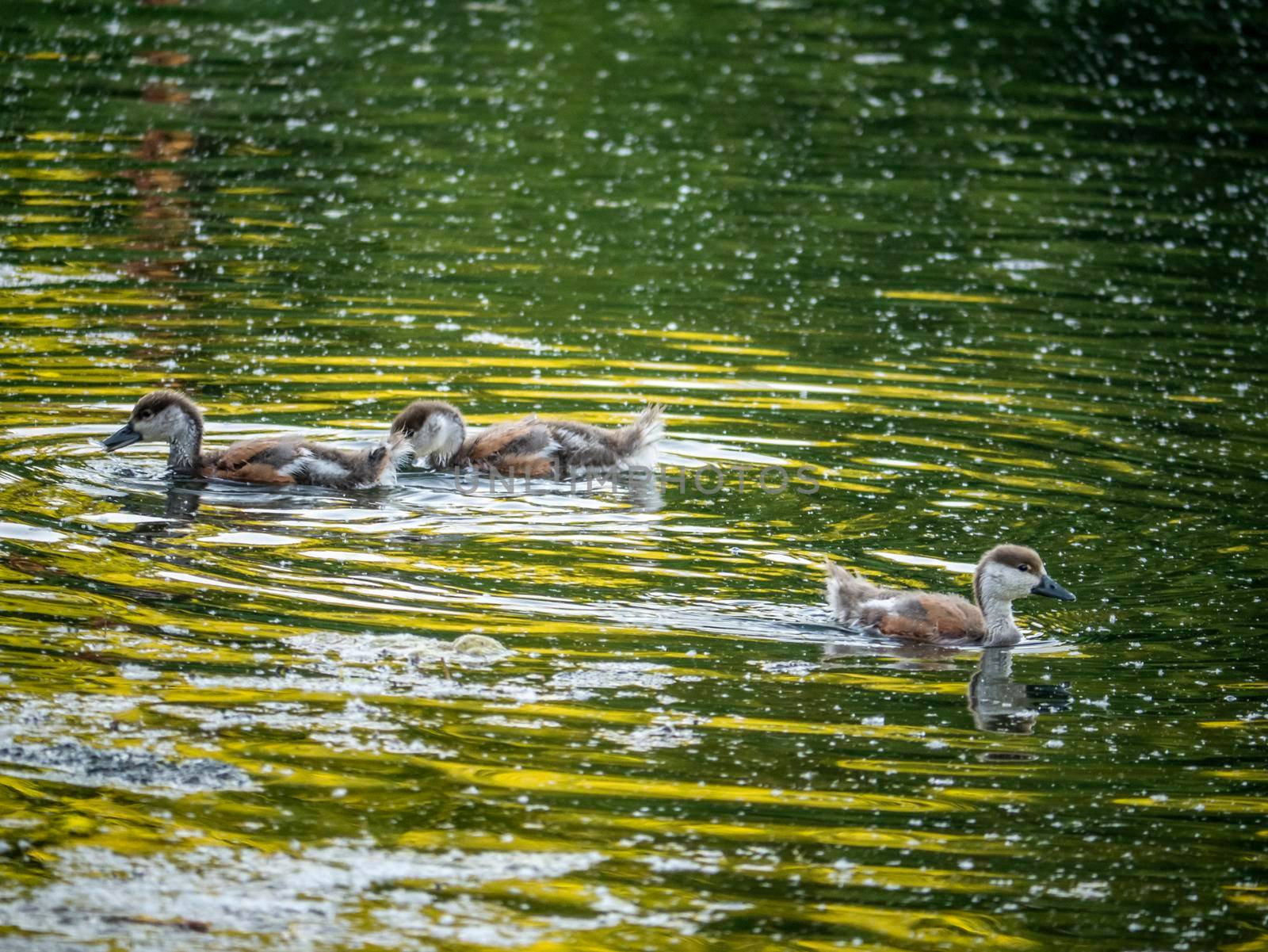 wild ducklings swim in the pond