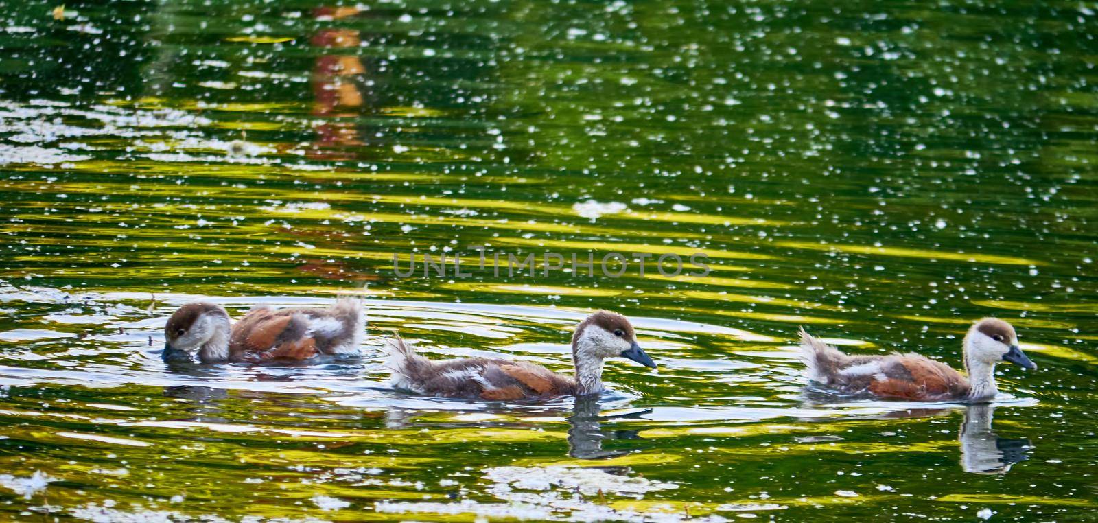 wild ducklings swim in the pond