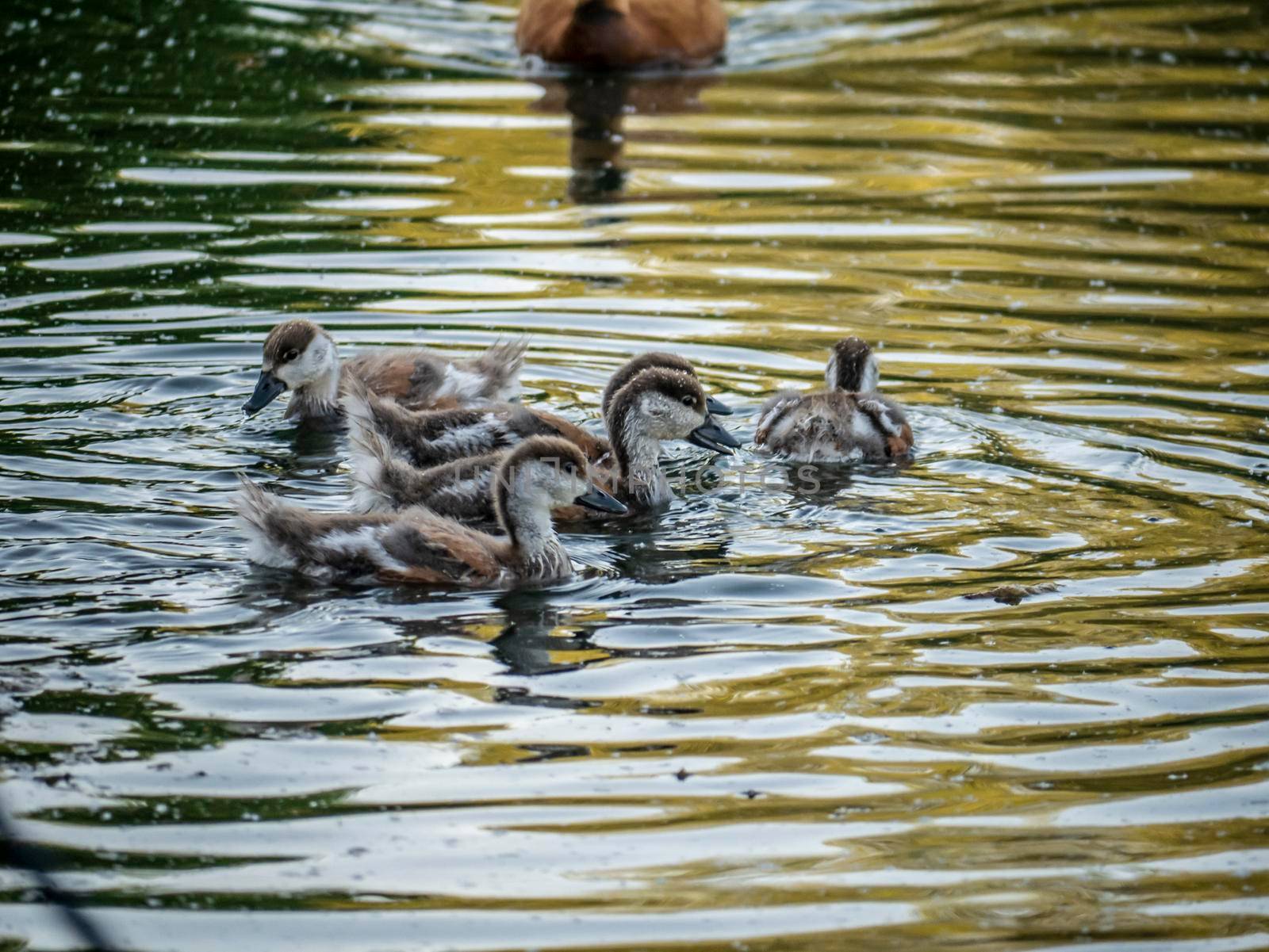 wild ducklings swim in the pond. general plan by lempro