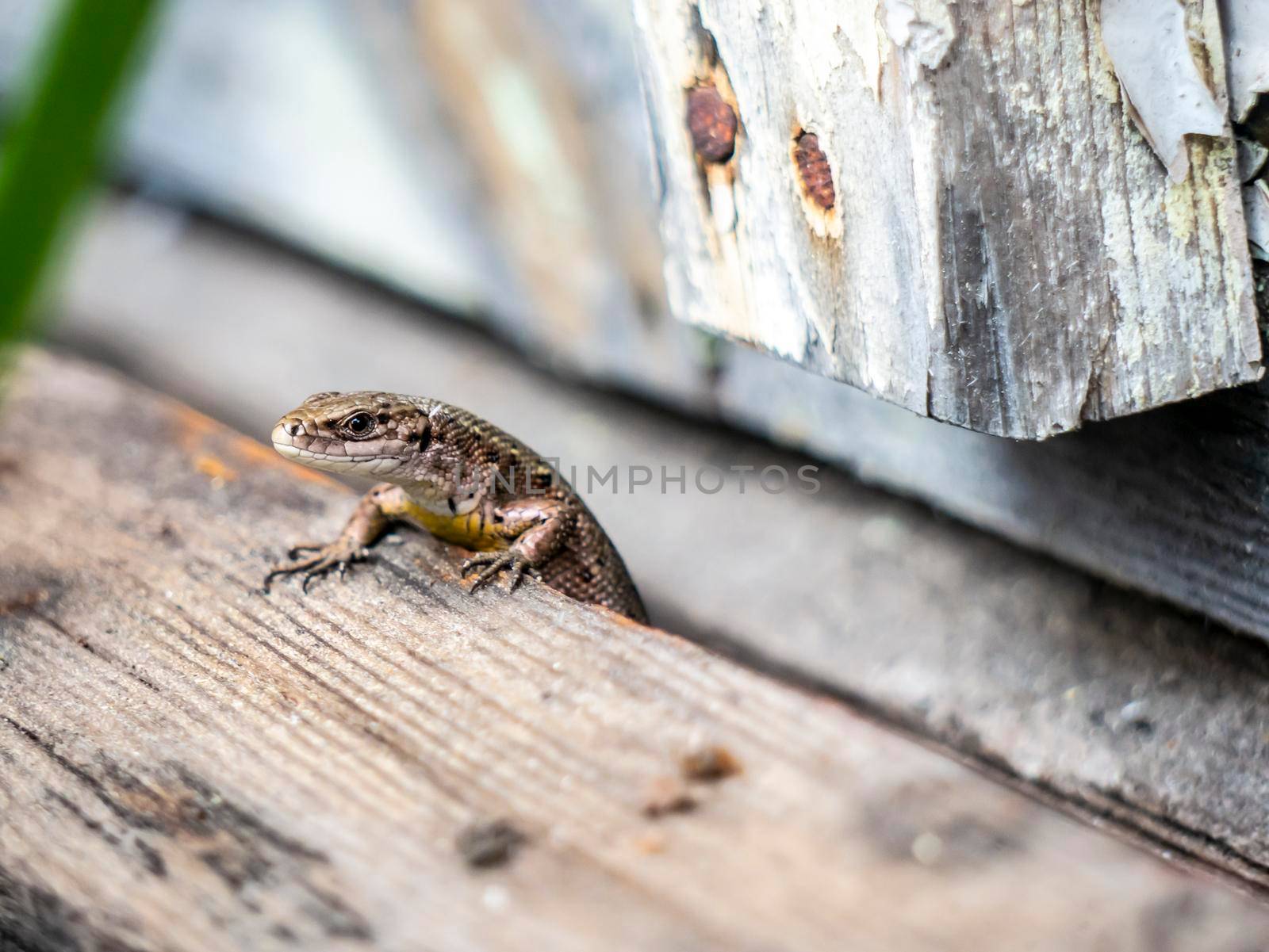 A small lizard with a tail basks in the sun in the summer sitting on wooden boards in the park by lempro