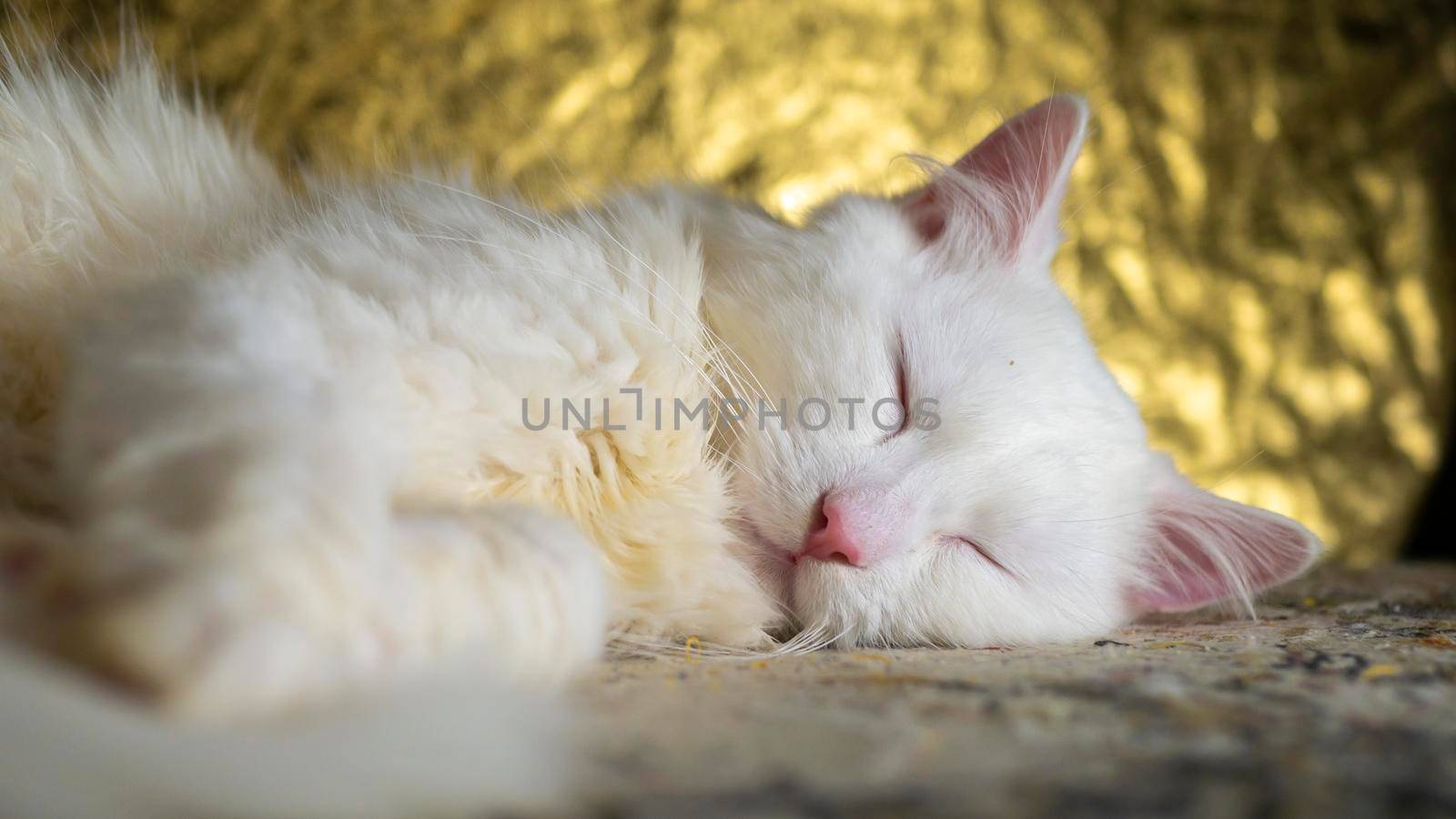 portrait of a Turkish angora that sleeping on a golden background. low light. close up by lempro