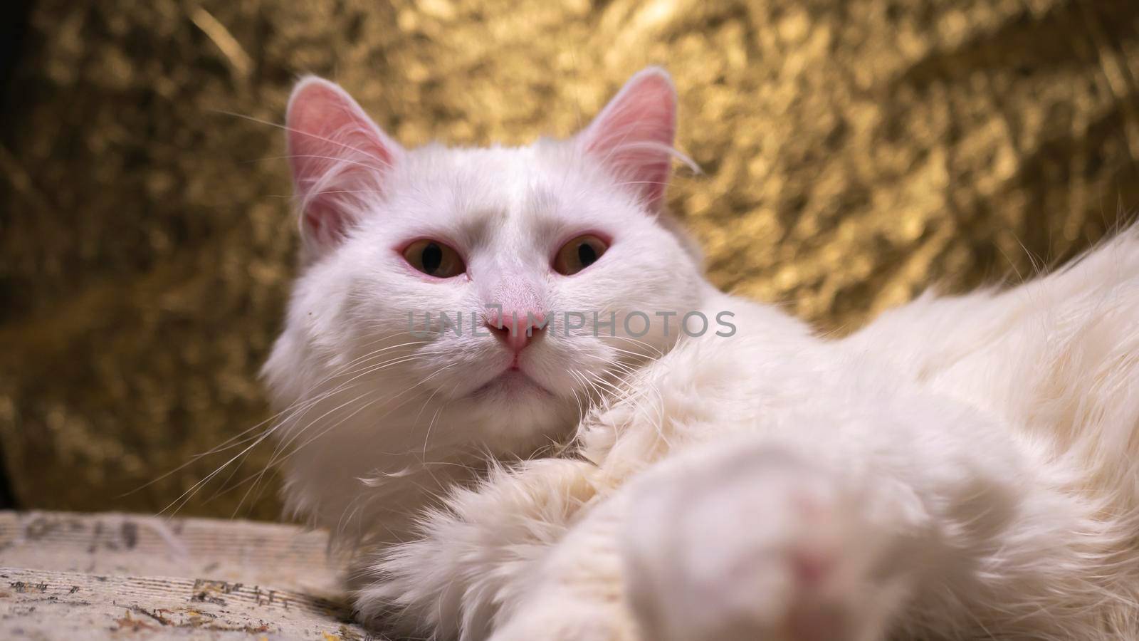 portrait of a Turkish angora that lies on a golden background