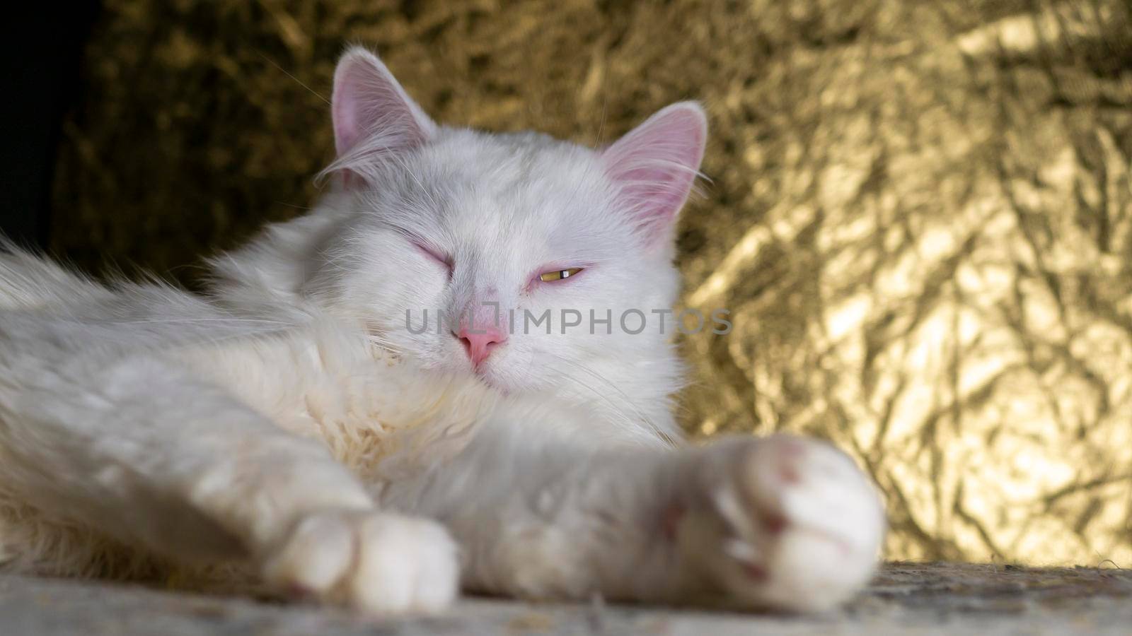 portrait of a Turkish angora that lies on a golden background