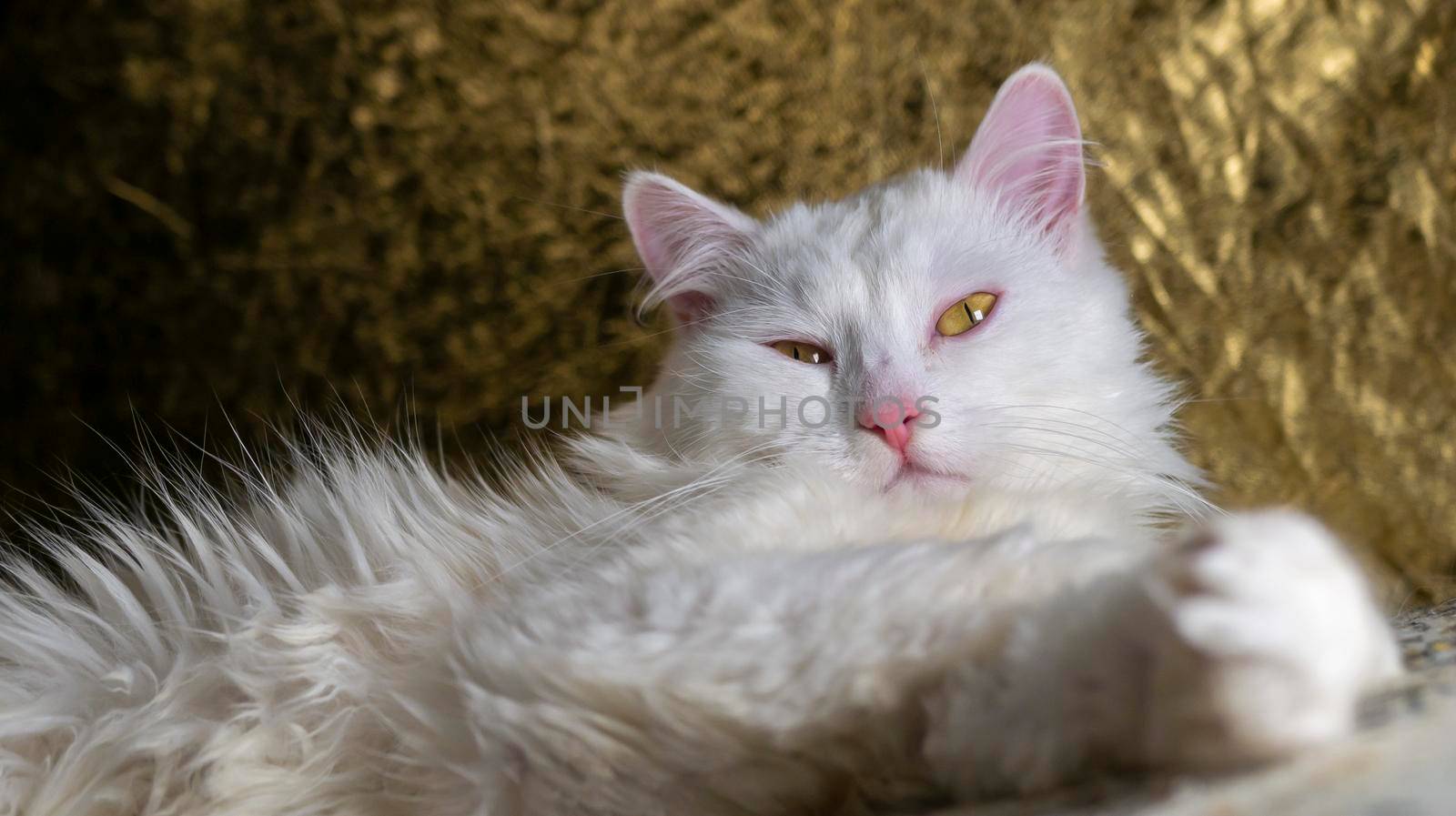 portrait of a Turkish angora that lies on a golden background. low light by lempro
