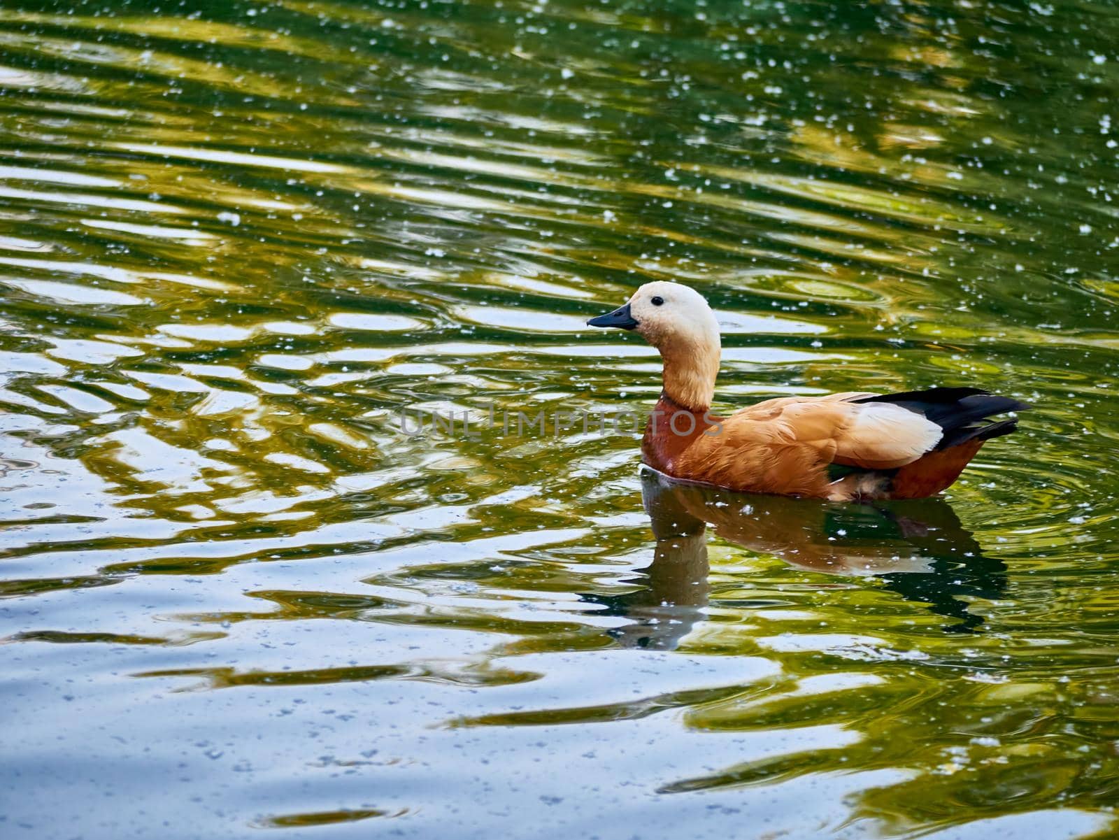 Wild duck swimming in clear lake water in summer park.