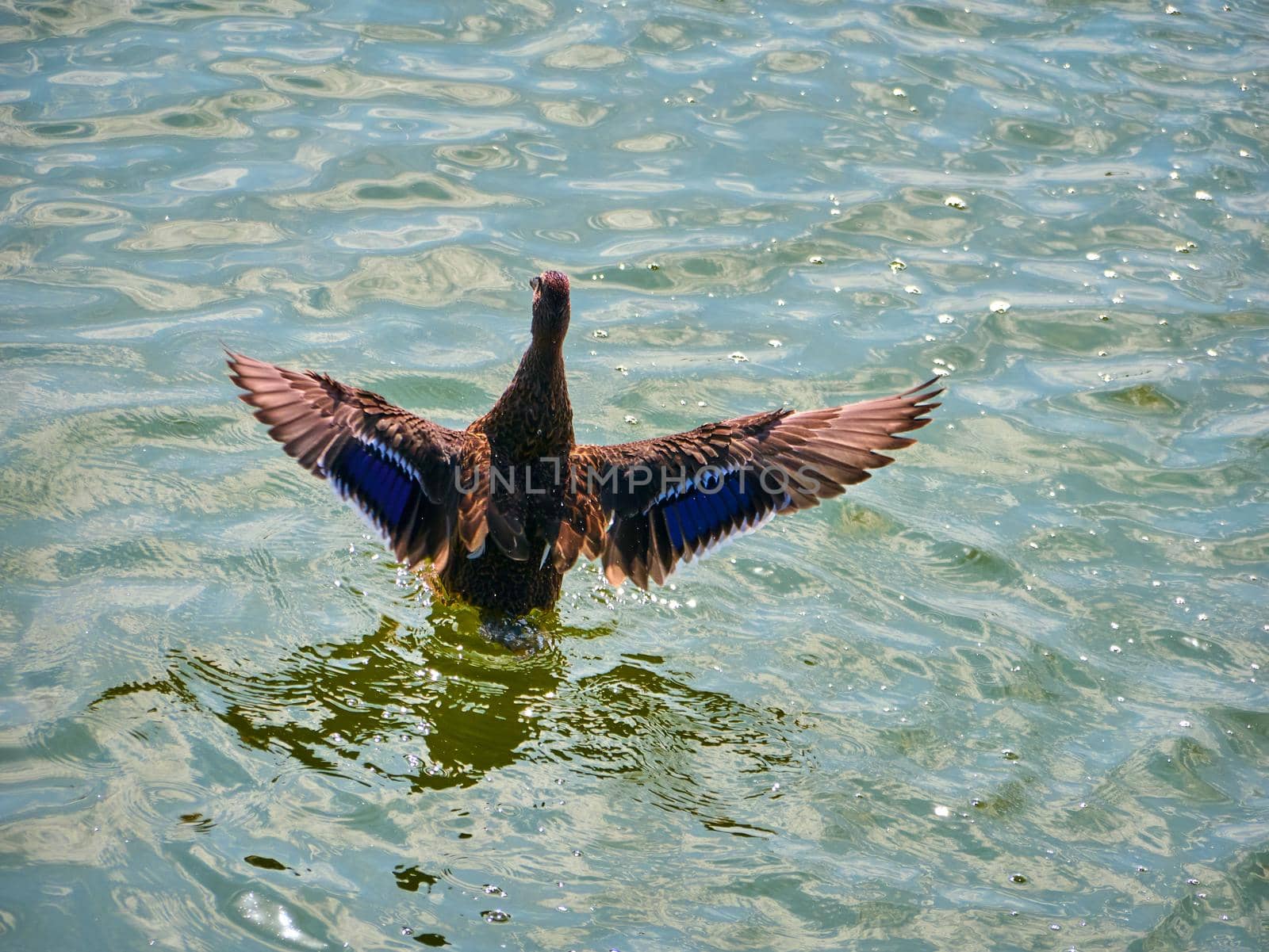 duck in the water flapping its wings
