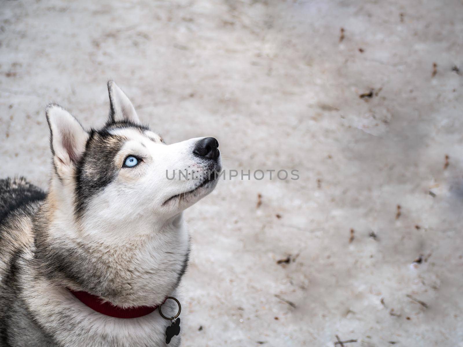 Pet anima dog husky breed walks on a leash with a human owner outdoors