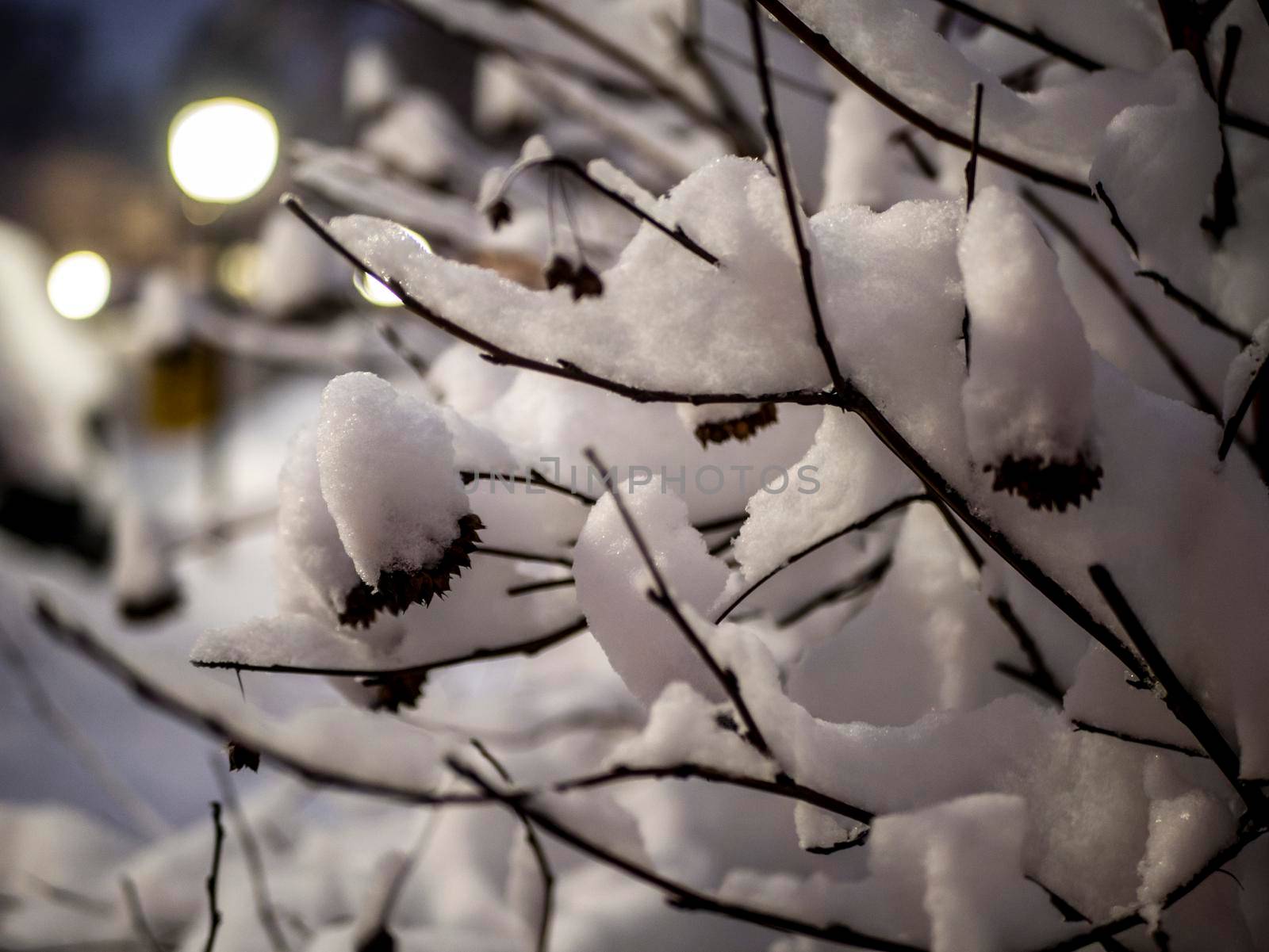 A snow-covered branch. Beautiful winter landscape with snow-covered trees. close up by lempro