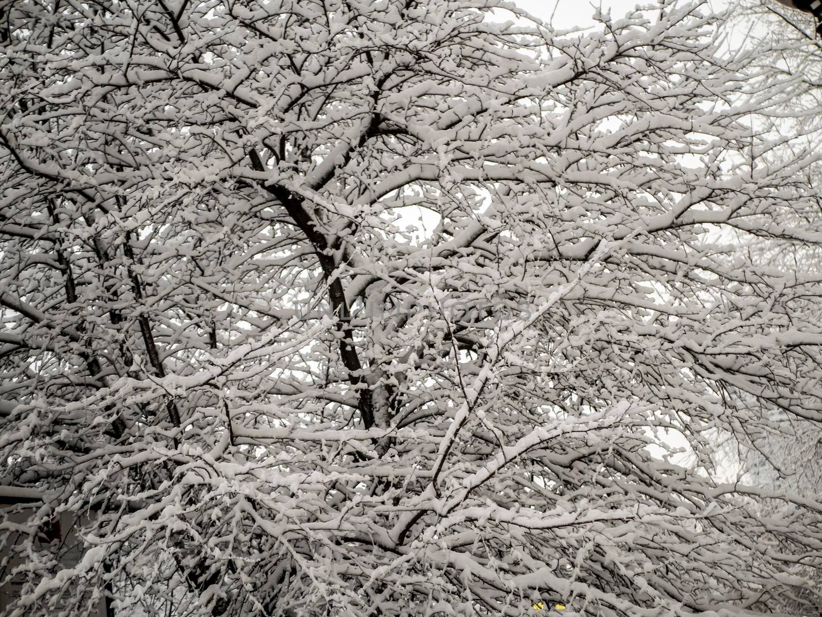 A snow-covered branch. Beautiful winter landscape with snow-covered trees. day light by lempro