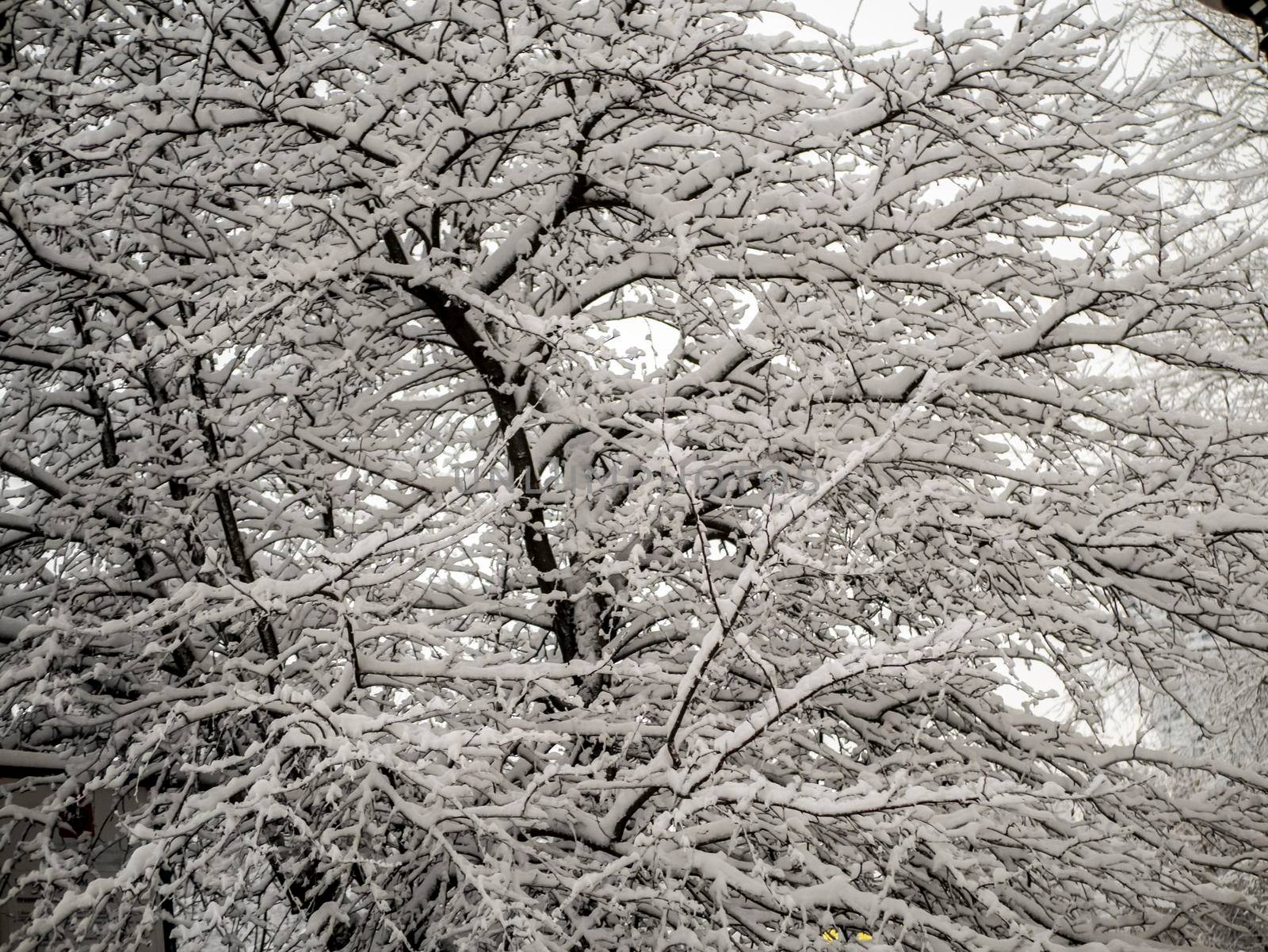 A snow-covered branch. Beautiful winter landscape with snow-covered trees.