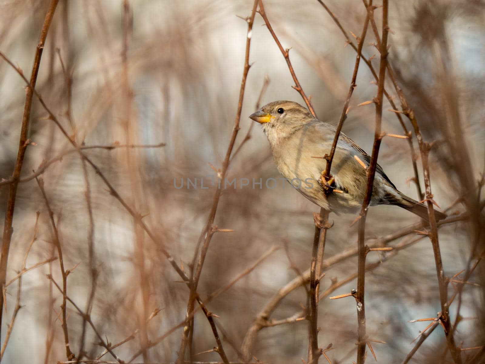 A timid brown little sparrow sits on a branch, a bird in the thick branches of an acacia tree. Wild and free nature. photo animalism. artistic blurring by lempro