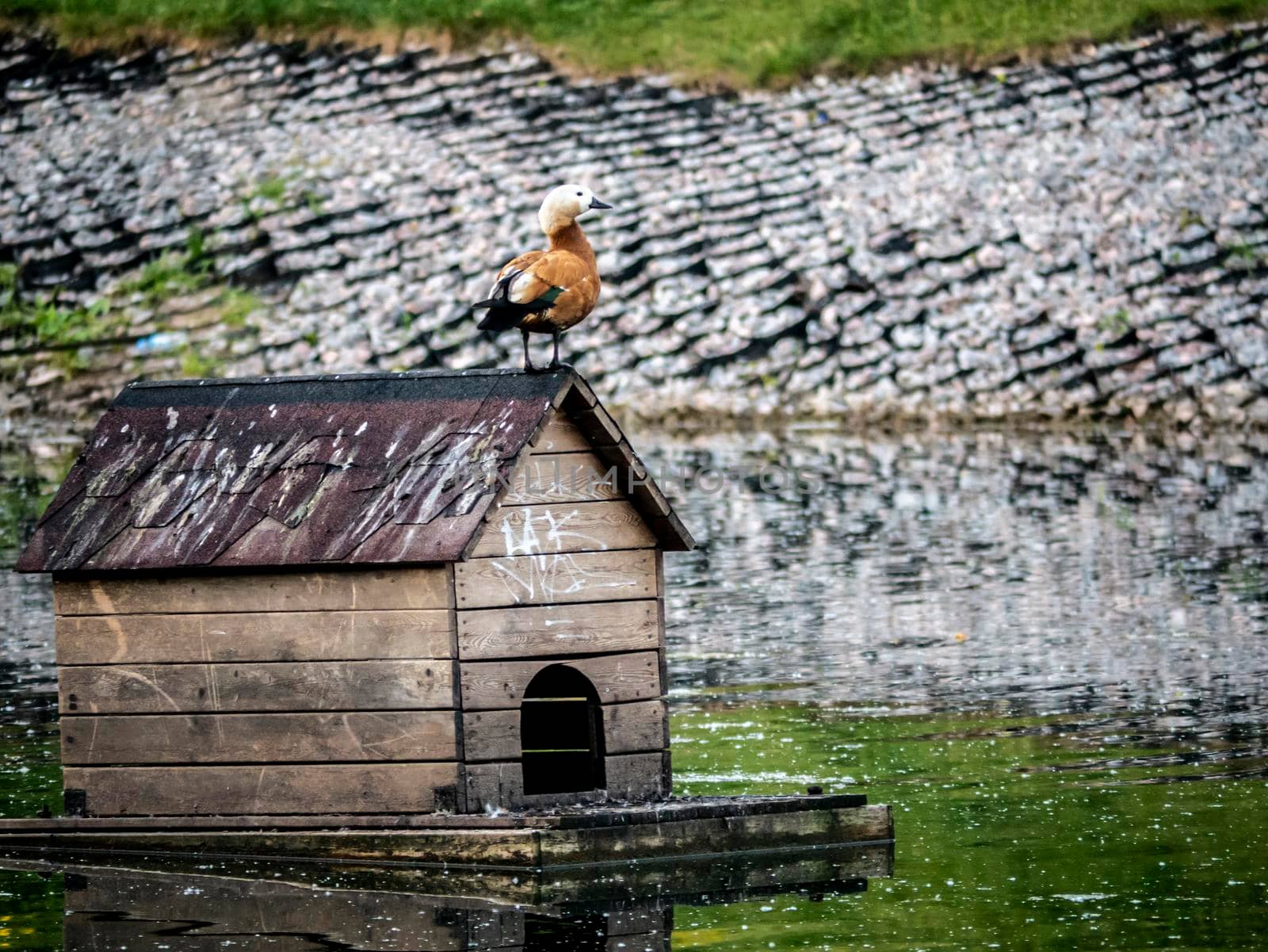 A beautiful bird house is floating on among the city pond in the Park. On the house sitting Seagull. Ducks sit at the threshold. Rare footage