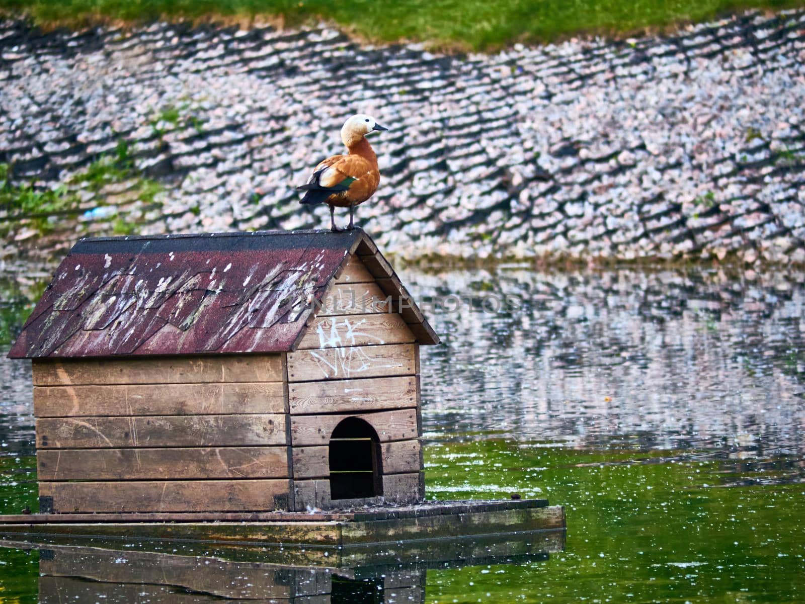 A beautiful bird house is floating on among the city pond in the Park. On the house sitting Seagull. Ducks sit at the threshold. Rare footage. general plan by lempro