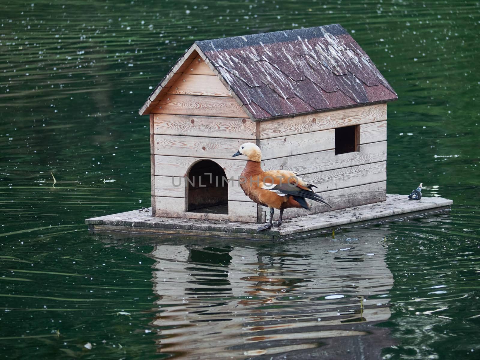 A beautiful bird house is floating on among the city pond in the Park. On the house sitting Seagull. Ducks sit at the threshold. Rare footage