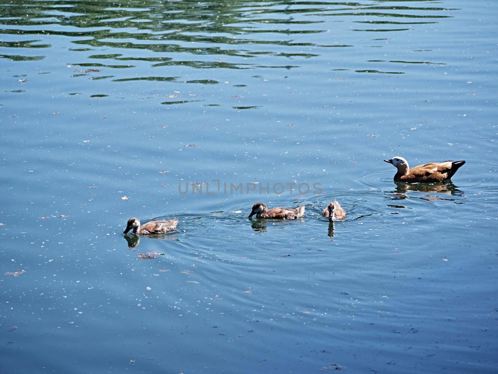 A flock of wild ducks on a river in the fall