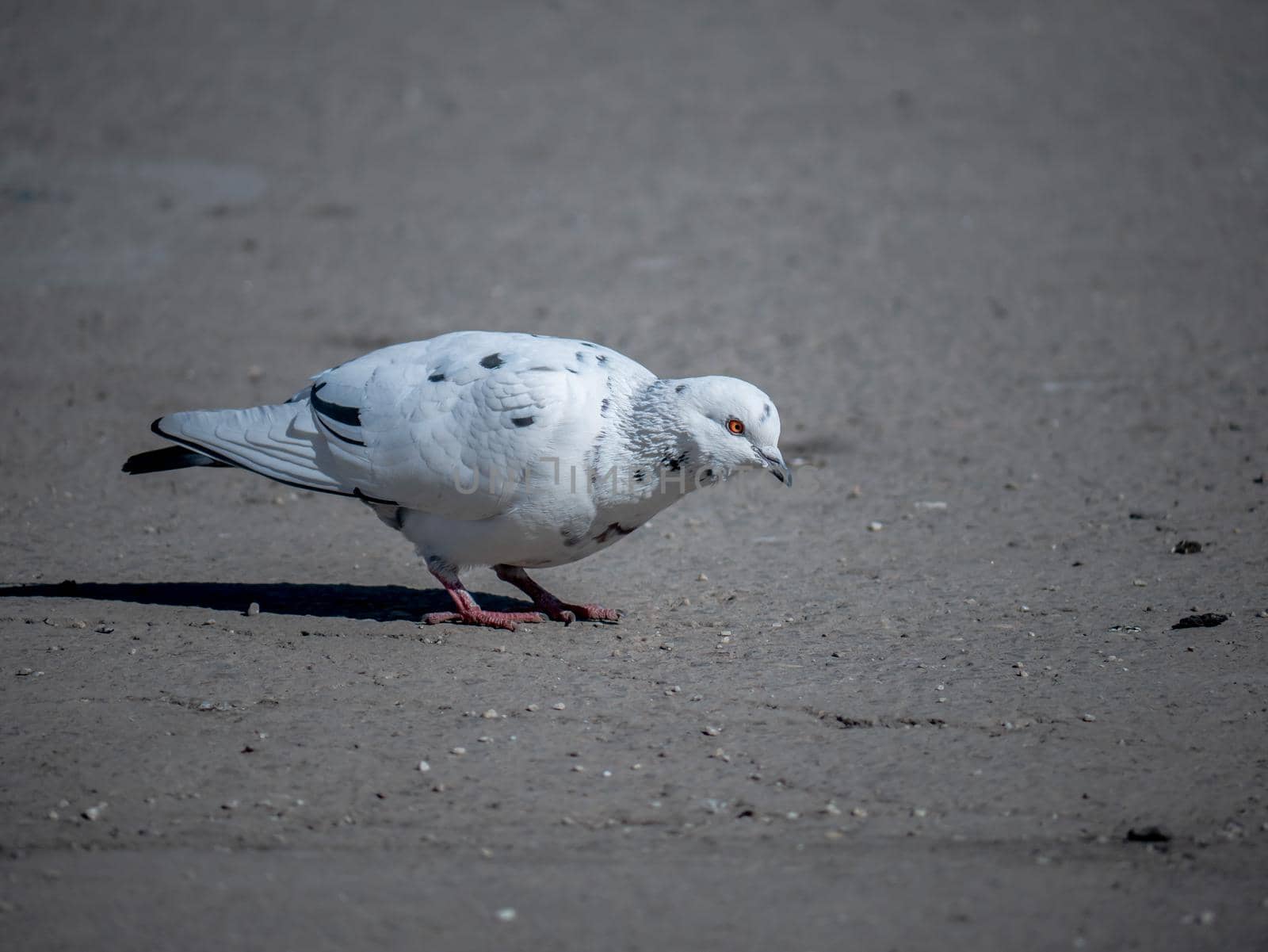 beautiful white pigeon on asphalt. color