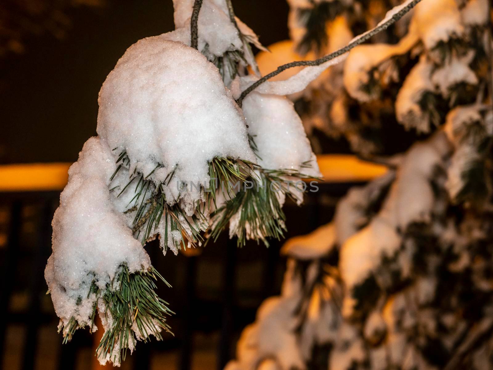 A snow-covered branch. Beautiful winter landscape with snow-covered trees. evening photo by lempro